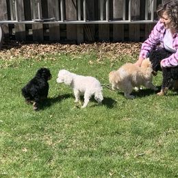 Bernedoodle Puppies from Mini Bernedoodle Babies- Indiana