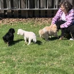 Bernedoodle Puppies from Mini Bernedoodle Babies- Indiana