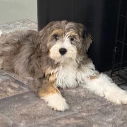 Kai - gorgeous girl - Merle female Bernedoodle puppy in Bowling Green, Ohio from Windy Creek Doodles