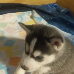 Siberian Husky Puppies from Tranton Kennels