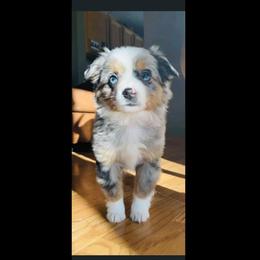 Miniature Australian Shepherd Puppies from Broken T Australian Shepherds