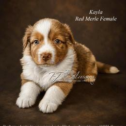 Kayla - Red merle female Miniature Australian Shepherd puppy in Mechanicsburg, Pennsylvania from TJ's Aussies