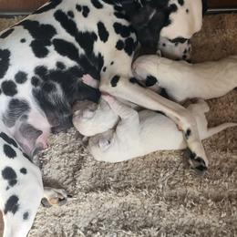 Boy 3 - White and black male Dalmatian puppy in Troutville, Virginia from Mountain Pass Barn