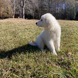 Great Pyrenees Puppies from Sweet Land of Liberty