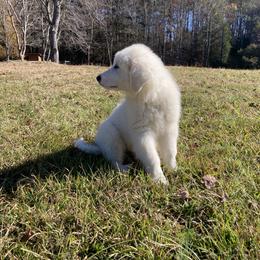 Great Pyrenees Puppies from Sweet Land of Liberty