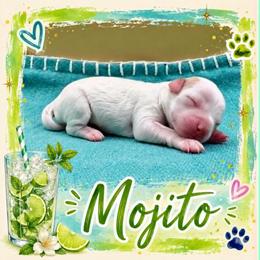 Mojito - Parti female Goldendoodle puppy in Hendersonville, North Carolina from Kim's Cove