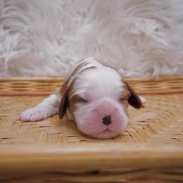 Cavalier King Charles Spaniel Puppies from Phoenix Cavaliers King Charles Spaniels