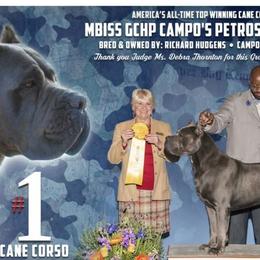 Cane Corso from Campo Cane Corso