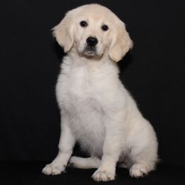 Fred - Light golden male Golden Retriever puppy in Auora, Colorado from Grace Skye Goldens