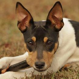 Rat Terriers from AdamsAcres Rat Terriers