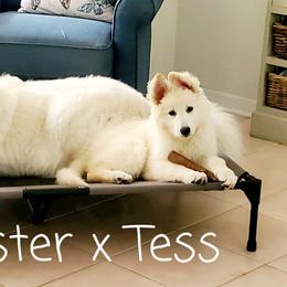 Berger Blanc Suisse and German Shepherd Puppies from Vom Hundhaus German Shepherds