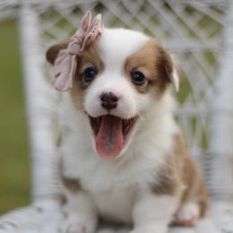 Magdalene (Maggie) - White and red female Pembroke Welsh Corgi puppy in Benton, Arkansas from High Cotton Corgis