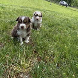 Miniature Australian Shepherd Puppies from Wishing Tree Minis