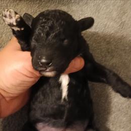 Girl one - Black female Poodle puppy in East Providence, Rhode Island from Marta's Cavaliers