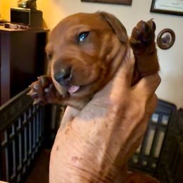 Swagger - Dapple male Dachshund puppy in Russellville, Arkansas from Cains River Valley Dachshunds