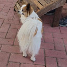 Biewer Terrier and Papillon Puppies from Southern Belle's Biewer Terriers & Papillons