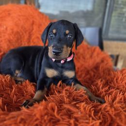 Pink collar - Black and rust female Doberman Pinscher puppy in Santa Clarita, California from Riviera Dobermans
