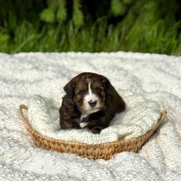Teddy - Sable male Bernedoodle puppy in Bremen, Indiana from Farmland Doodles