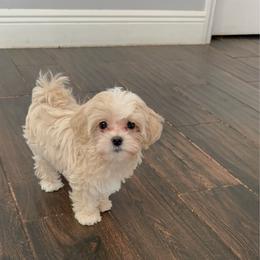Victoria - Cream female Maltipoo puppy in Wesley Chapel, Florida from Pepper Patch Puppies