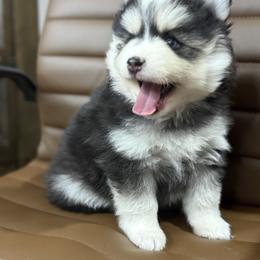 Ella - Black and white female Pomsky puppy in Casa Grande, Arizona from Arizonas Pomsky Squad
