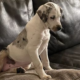 Catahoula Leopard Dogs from Rick's Catahoula Leopard Dogs
