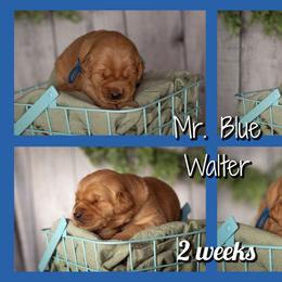 Walter - Dark golden male Golden Retriever puppy in Driggs, Idaho from SK Golden Retrievers