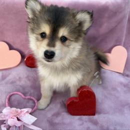 Simba - Chocolate male Pomsky puppy in Grandview, Washington from Alyssa’s Pomskies