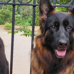 German Shepherds from Celtic Kennels
