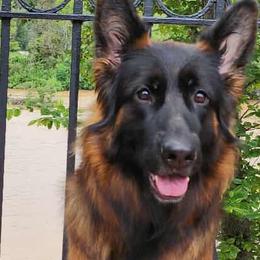 German Shepherds from Celtic Kennels