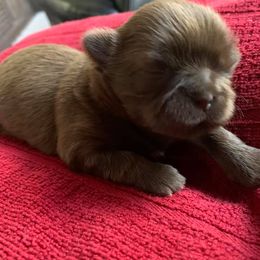 Shih Tzus from Itsy Bitsy Puppies