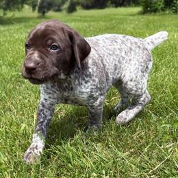 Girl 1 - White and liver female German Shorthaired Pointer puppy in Equinunk, Pennsylvania from AHHA Kennels