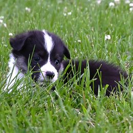 John - White and black male Pembroke Welsh Corgi puppy in Bode, Iowa from The Blessed Herd