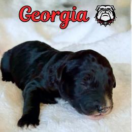 Georgia - Black and white female Aussiedoodle puppy in High Point, North Carolina from Kingsfield Doodles
