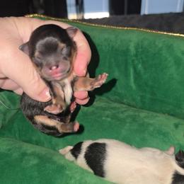 Asia - Black and tan female Pomeranian puppy in Angleton, Texas from Pomeranian Palace, LLC