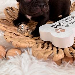 French Bulldog Puppies from Bates Bulldogs