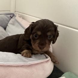Chocolate Cream Boy 3 - Chocolate and cream male Dachshund puppy in Madison, Indiana from Jensen Dobermans and Dachshunds