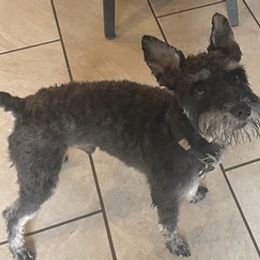 Miniature Schnauzers from Bush Family Schnauzers