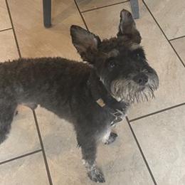 Miniature Schnauzers from Bush Family Schnauzers
