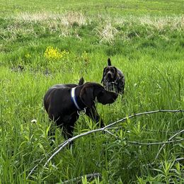 River - German Shorthaired Pointer