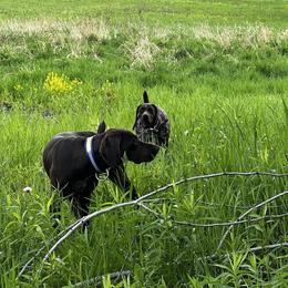River - German Shorthaired Pointer