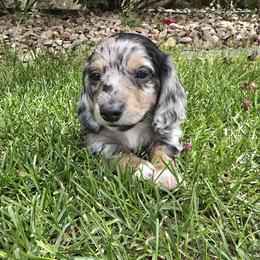 Rollie - Dapple male Dachshund puppy in Grand Junction, Colorado from Mercedes Canetti-Lara