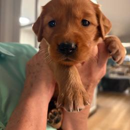 Joy - Dark golden female Golden Retriever puppy in Chico, California from Glenmac Goldens