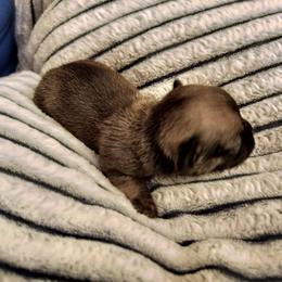 Akc Rapunzel - Chocolate sabled fawn female Chihuahua puppy in Cedarville, Ohio from Evereve Kennels