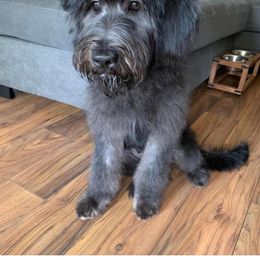Goldendoodle, Labradoodle, and Poodle All Grown Up from Cuddles and Curls - NC Doodles