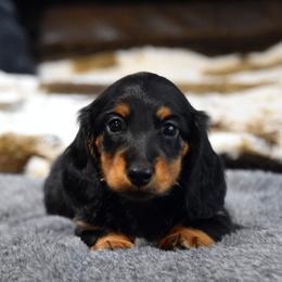 Sammy - Black and tan male Dachshund puppy in Momence, Illinois from Happy Little Doxies