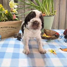 Skeeter - Liver white and tan English Springer Spaniel puppy in Saginaw, Michigan from Kemerer Springers