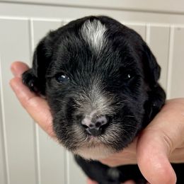 Dark Blue - Black and white male Sheepadoodle puppy in Archer, Florida from Gainesville Sheepadoodles