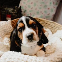 Basset Hound and Labrador Retriever Puppies from Porter Kennels