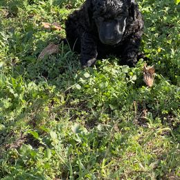 "Black collar Male" Poodle Puppies from Abbott Standard Poodles