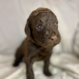 Labradoodle Puppies from Molly’s Doodles